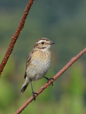 Whinchat