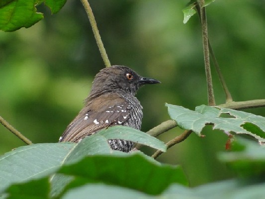Banded Prinia