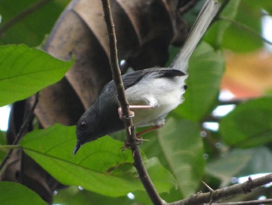 Buff-throated Apalis