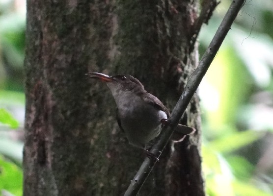Olive Sunbird