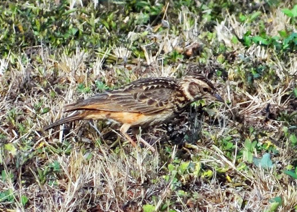 Sun Lark