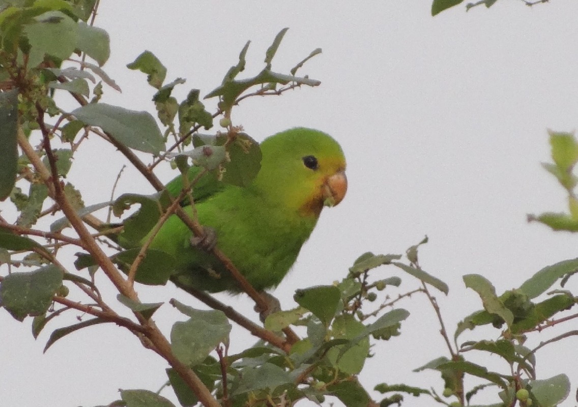 Red-headed Lovebird Adult female
