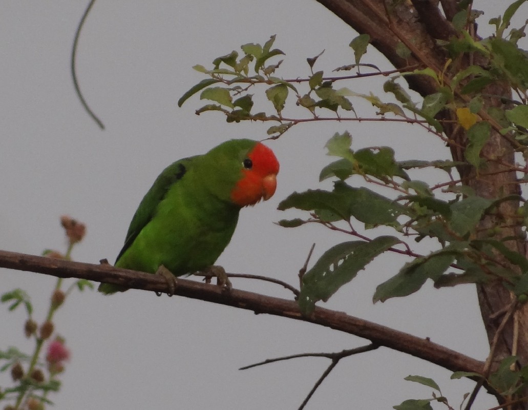Red-headed Lovebord Adult male