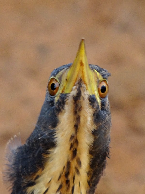 Sub-adult Dwarf Bittern