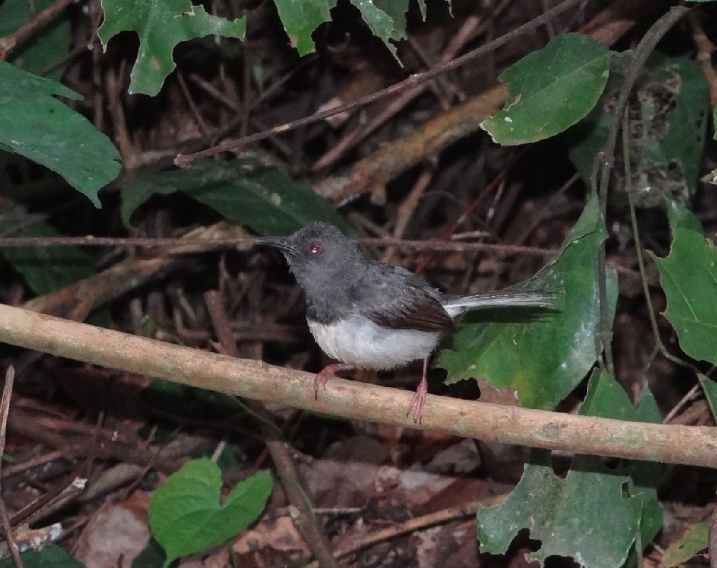 Buff-throated Apalis