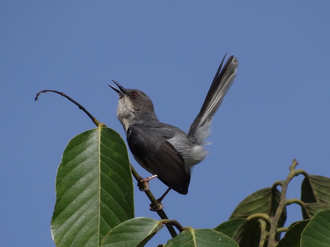 Grey Apalis, singing