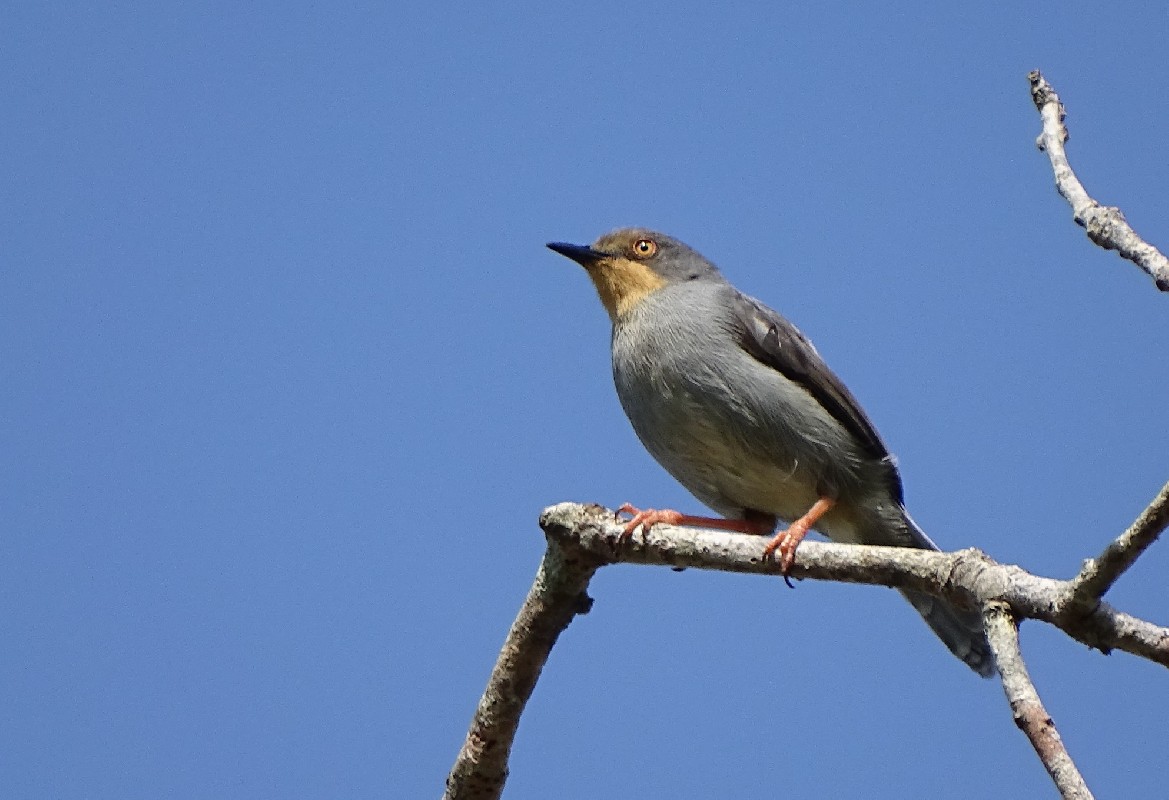 Adult territorial