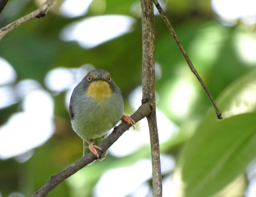 Inquisitive Bamenda Apalis