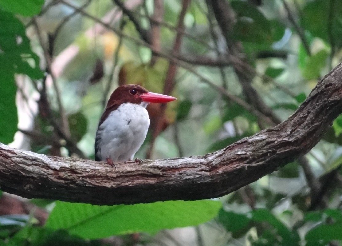 Chocolate-backed Kingfisher