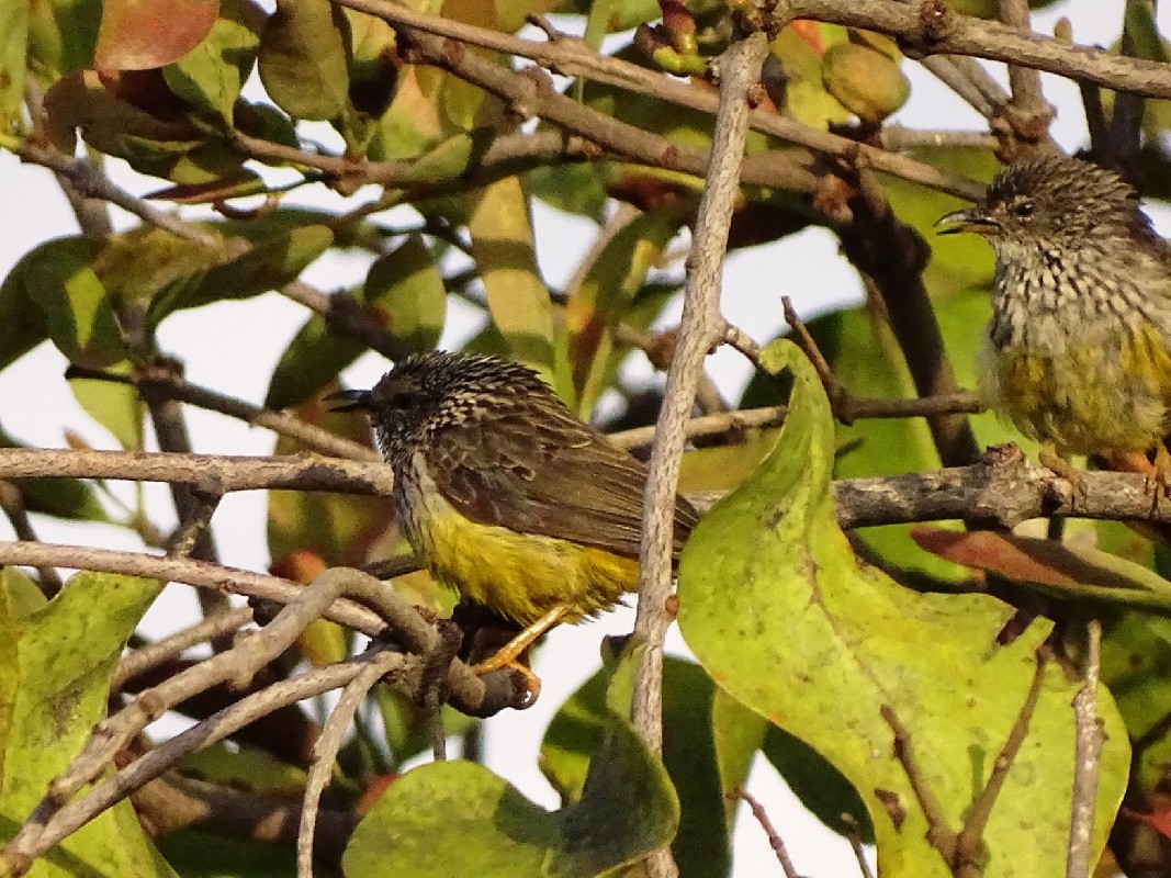 Tit-hylias