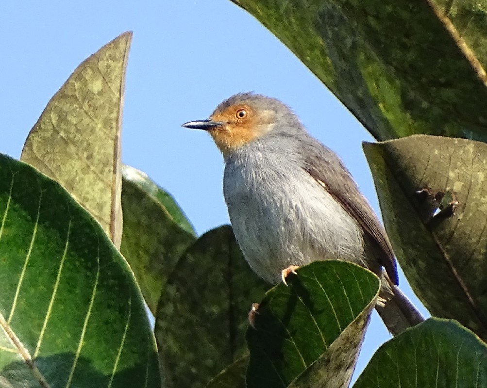 Bamenda Apalis