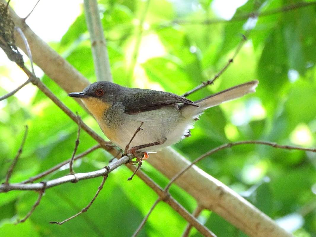 Female Buff-throated Apalis