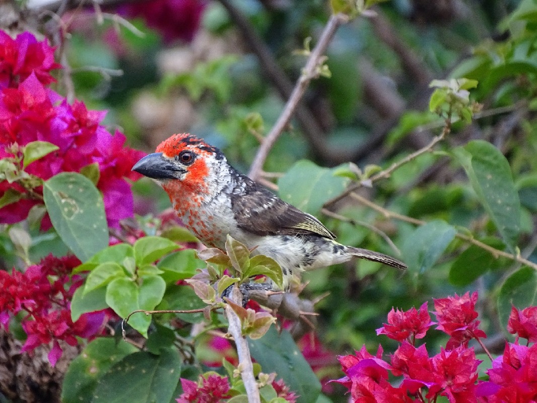 Vieillot's Barbet, ssp rubescens
