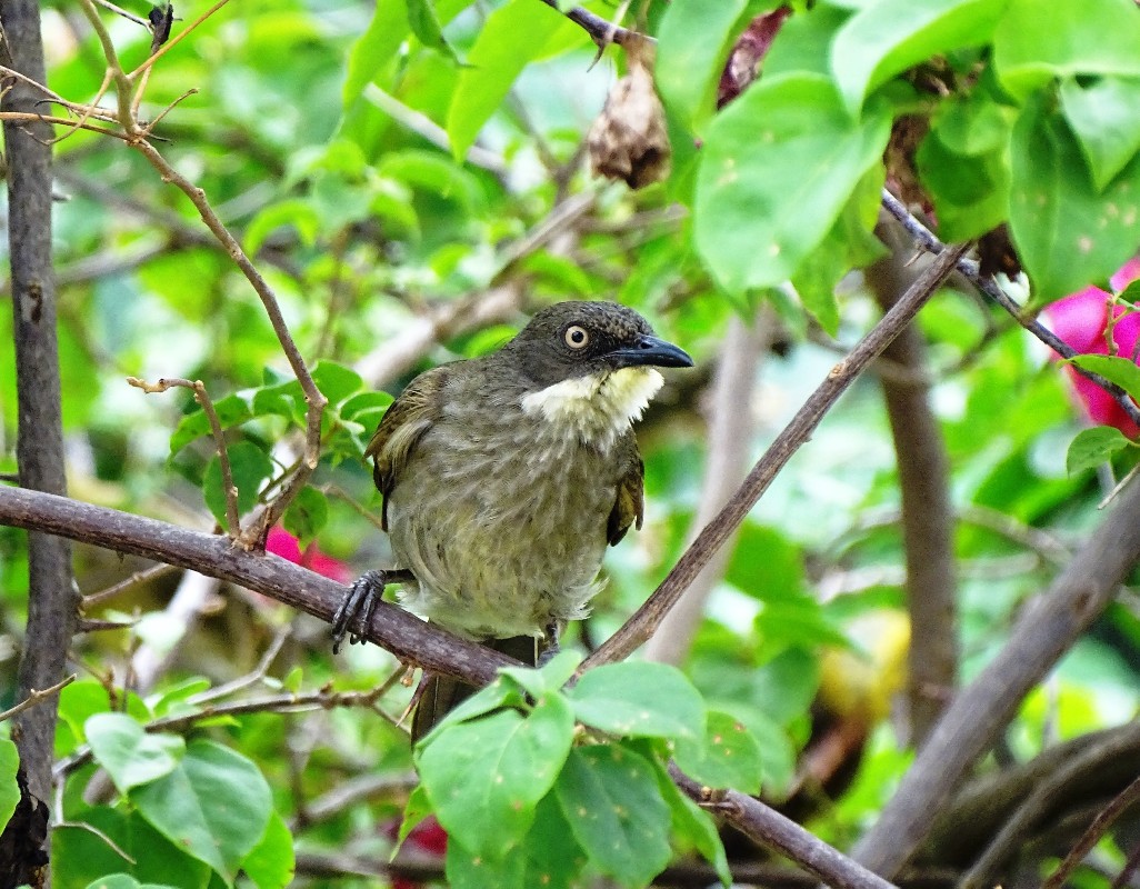 Pale-throated Greenbul, ssp soror
