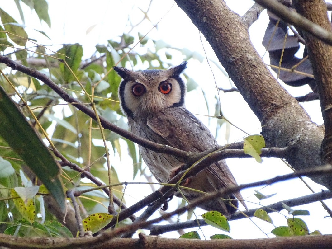 Northern White-faced Owl