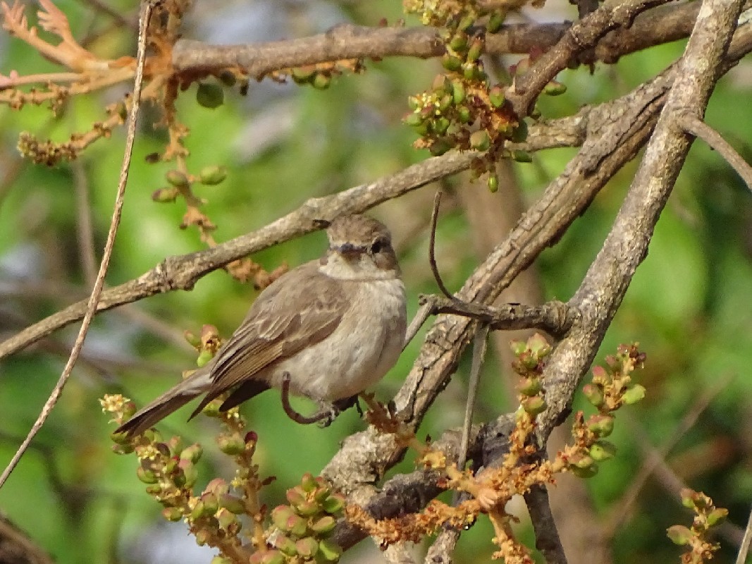 Gambaga Flycatcher