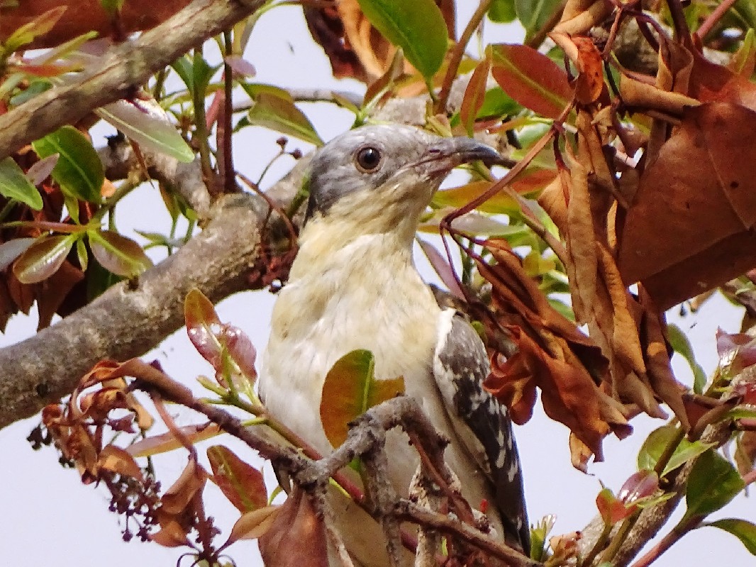Great Spotted cuckoo