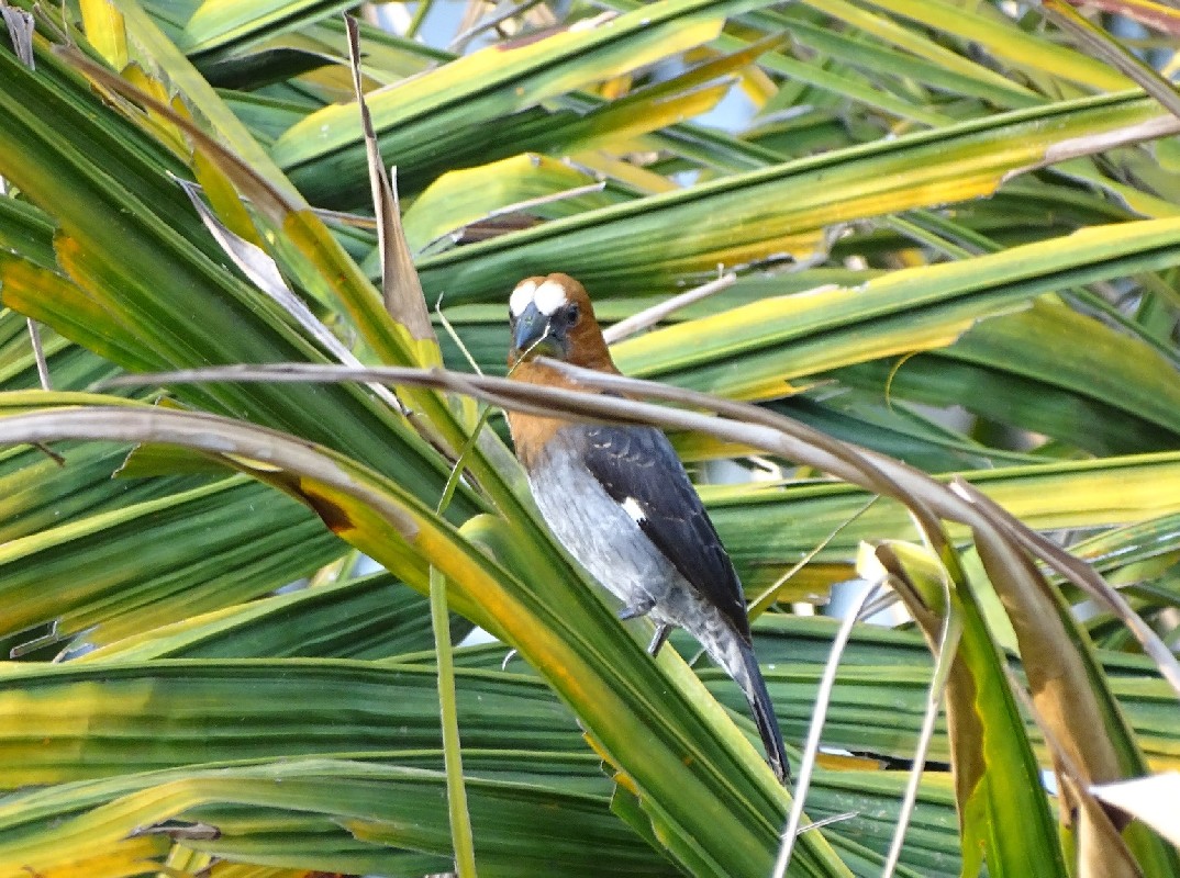 Thick-billed Weaver, male (ssp saturata)