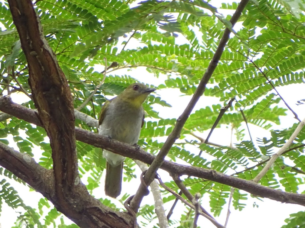 Falkenstein's Greenbul