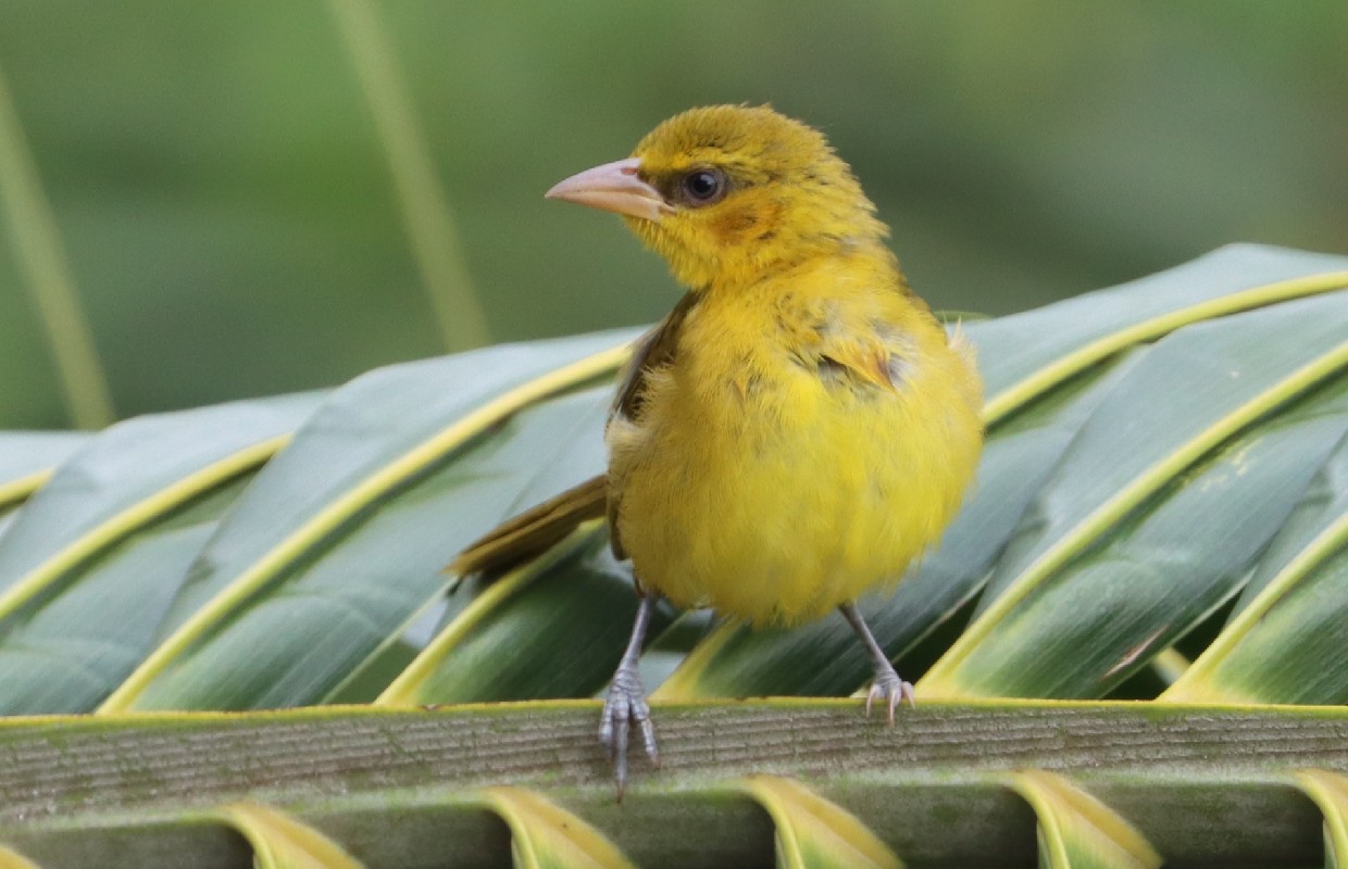 Juvenile Olive-naped Weaver
