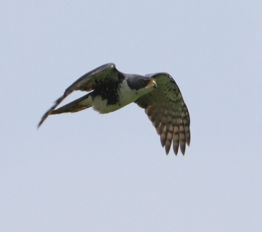 Black Sparrowhawk ssp temminckii