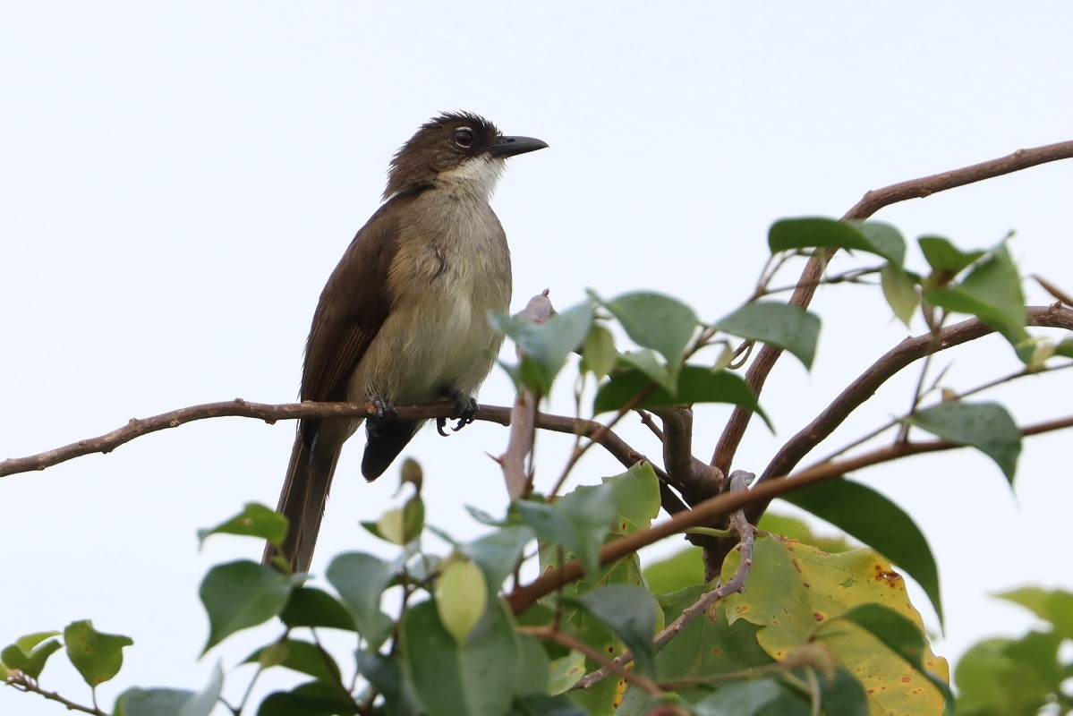 Simple Greenbul