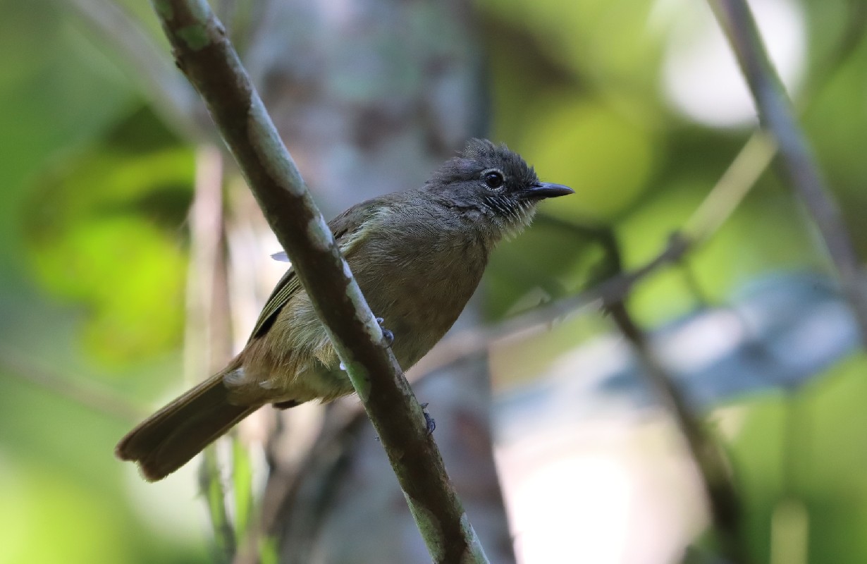 Ansorge's Greenbul