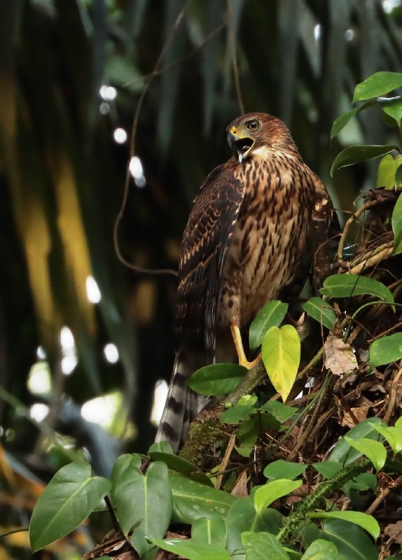 Juvenile, rufous -breasted form