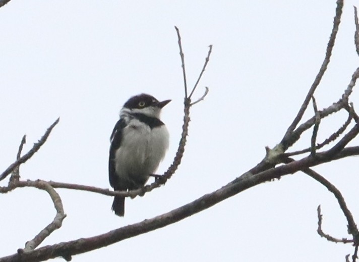 West African Batis
