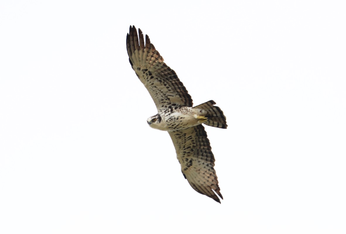 Ayres's Hawk-Eagle