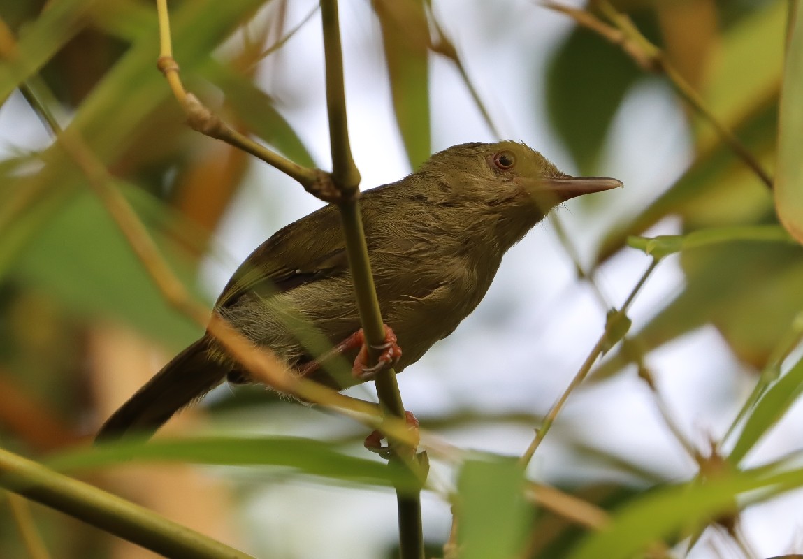 Grey Longbill