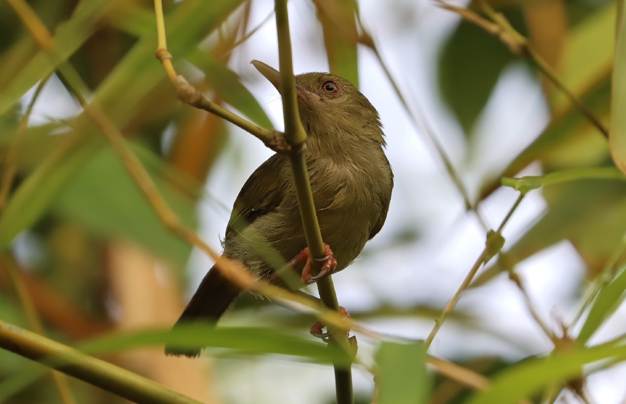 Grey Longbill