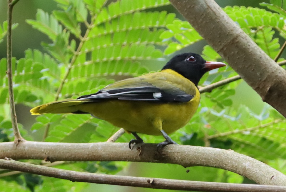 Western Oriole