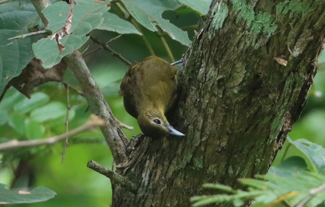 Yellow-bearded Greenbul
