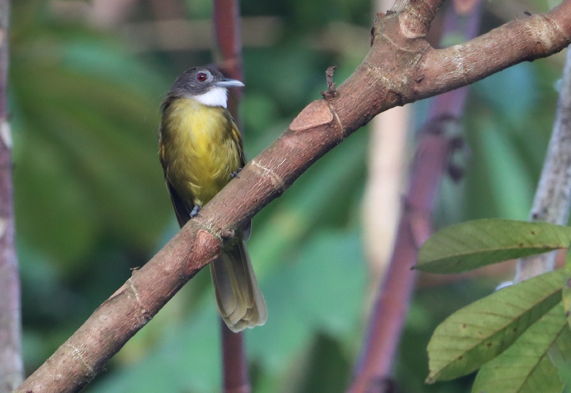 Red-tailed Greenbul