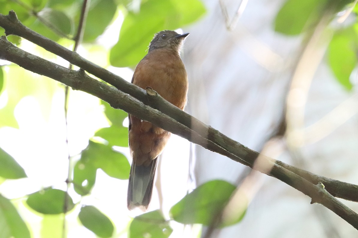 Finsch's Rufous Thrush