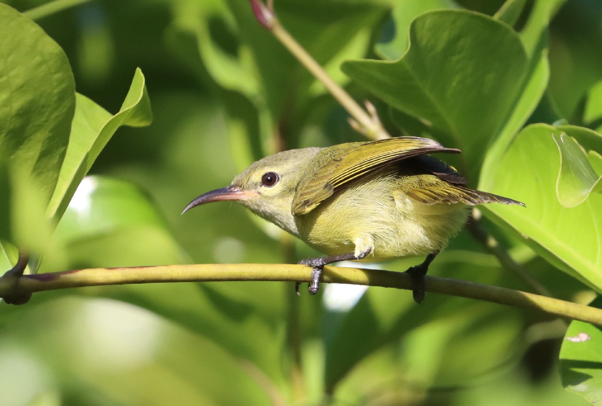 Little Green Sunbird