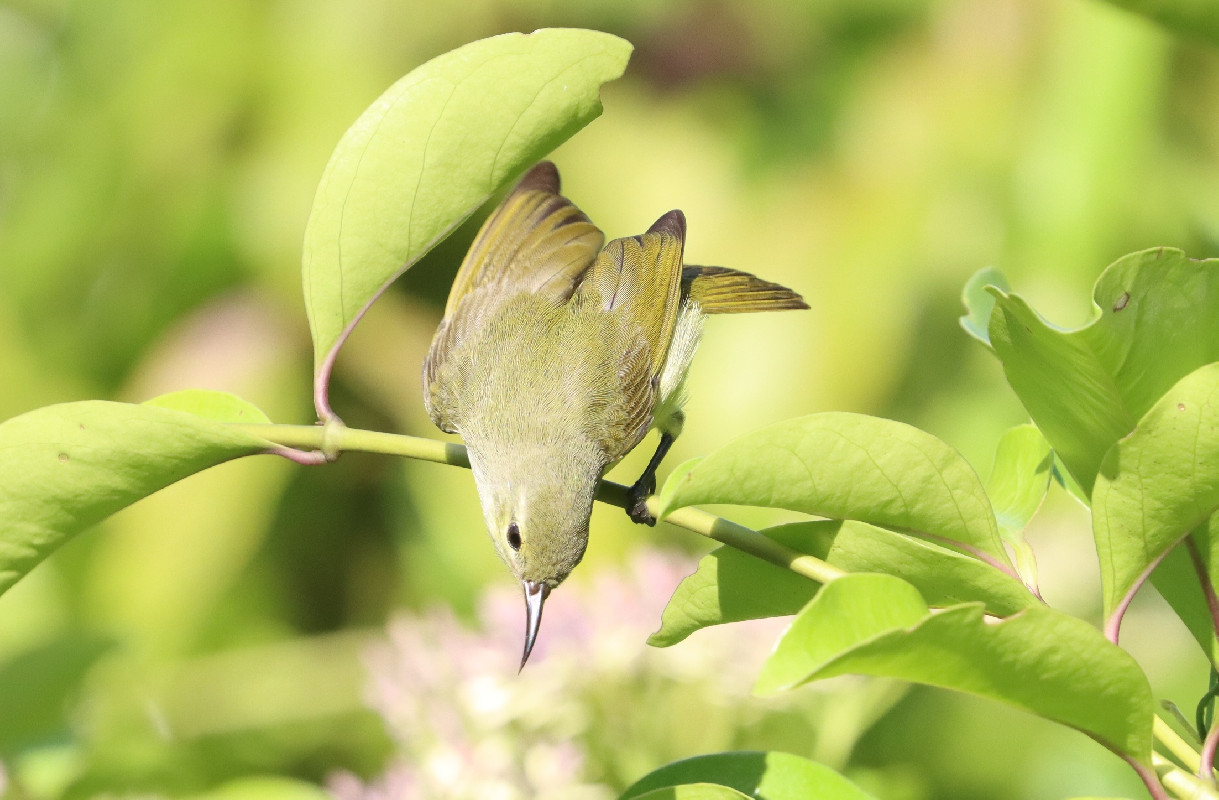 Little Green Sunbird