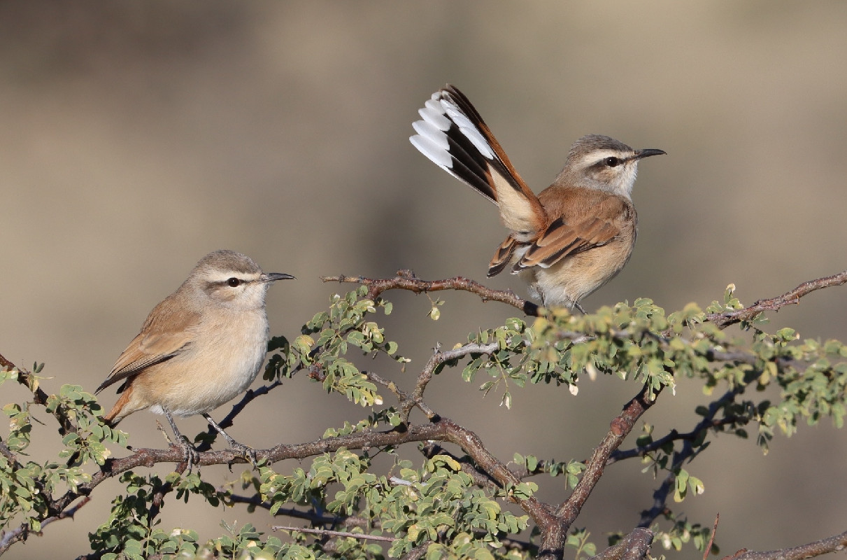 Kalahari Scrub Robin