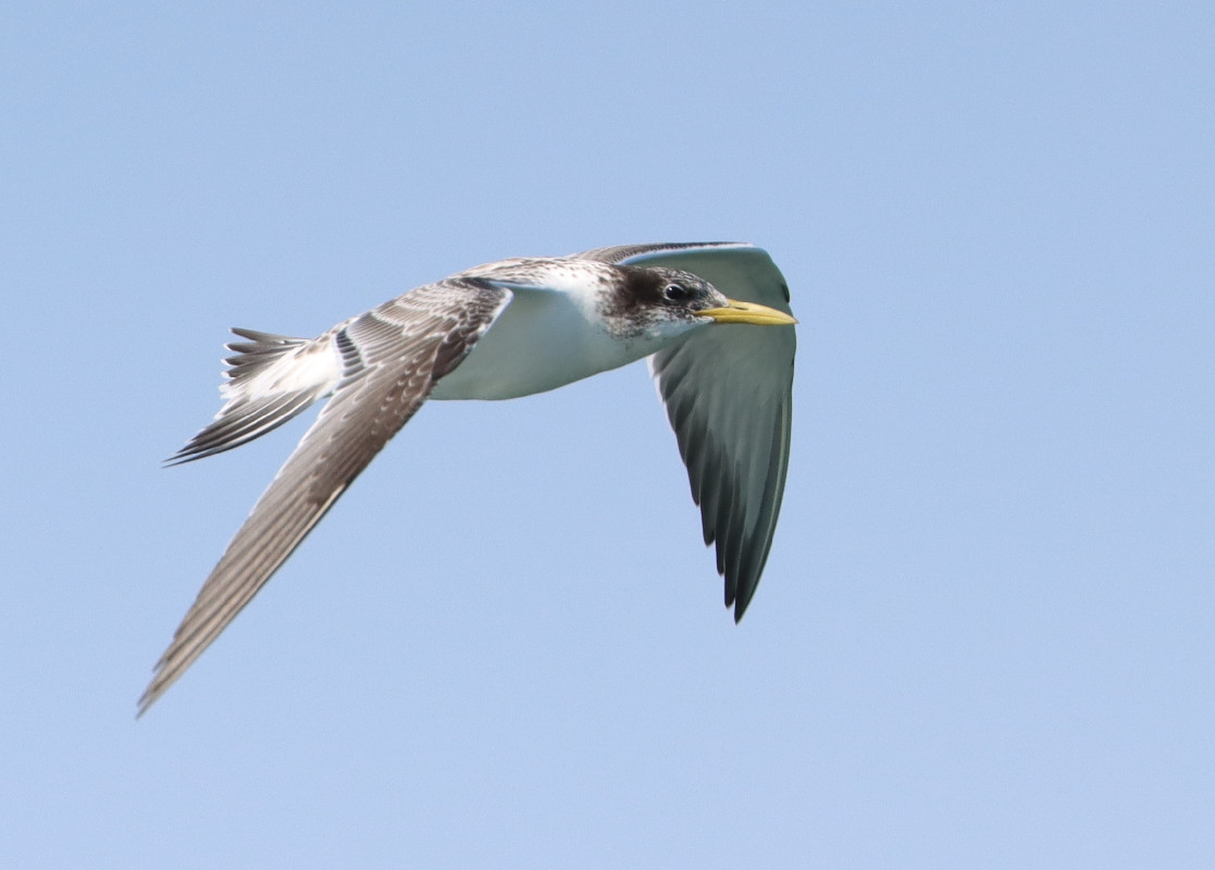 Juvenile