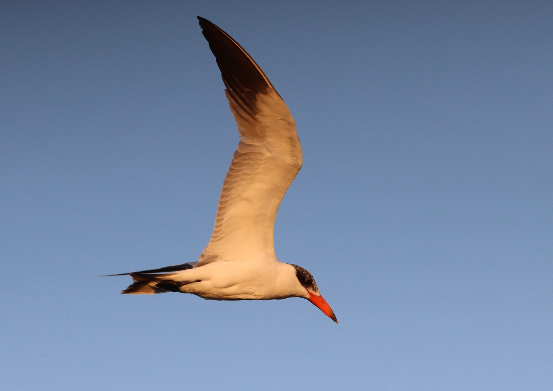 Caspian Tern