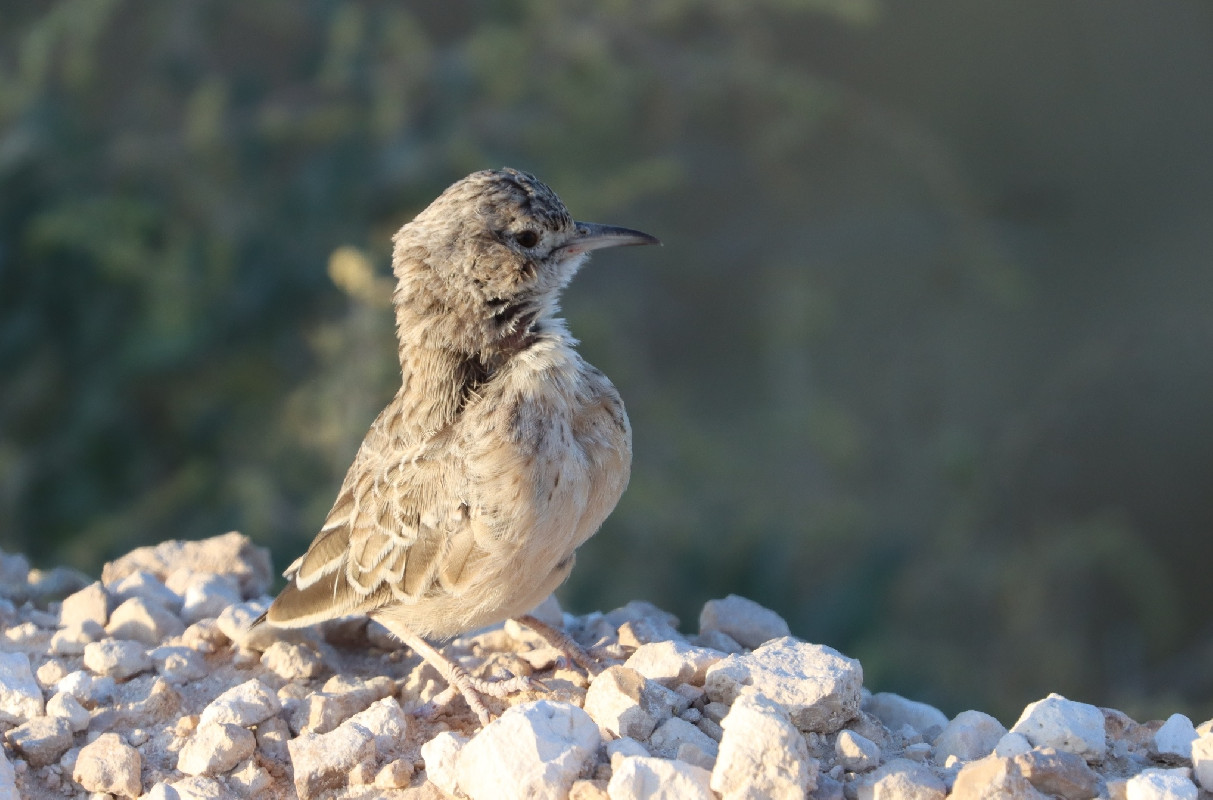 Spike-heeled Lark