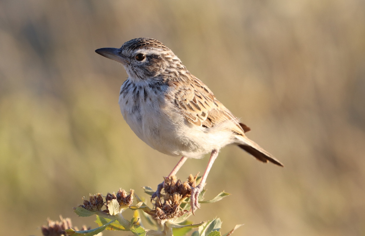 Sabota Lark