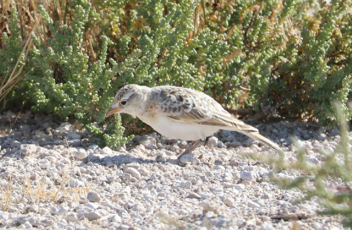 Juvenile Red-capped Lark