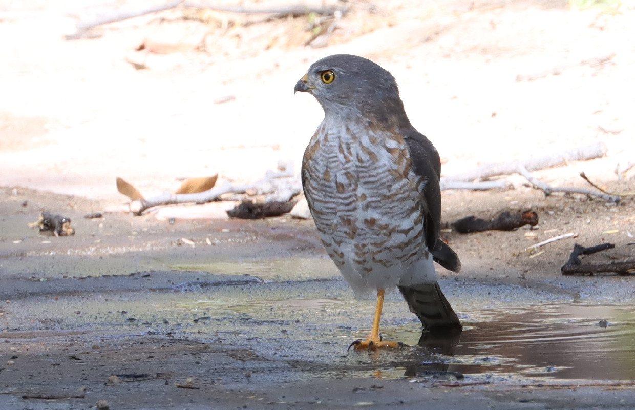 Sub-adult Little Sparrowhawk