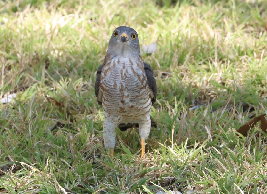 Sub-adult Little Sparrowhawk