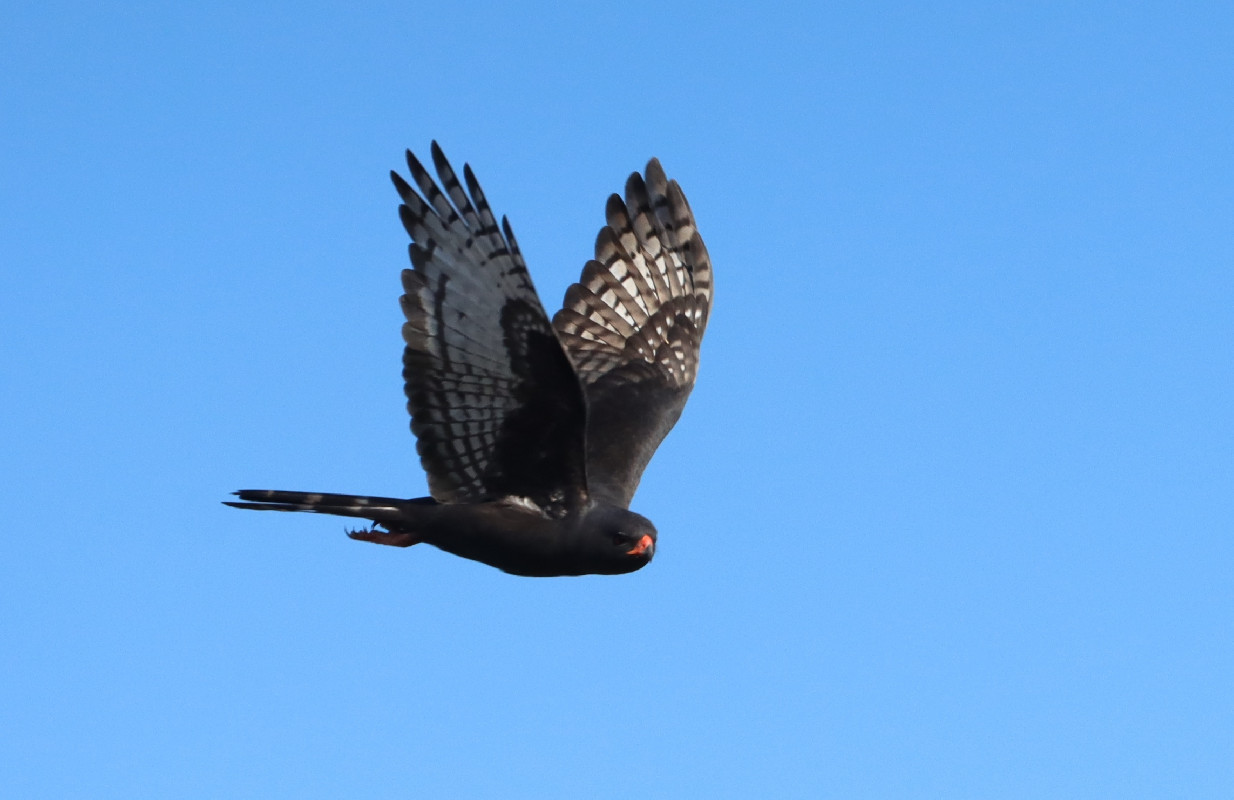 Gabar Goshawk