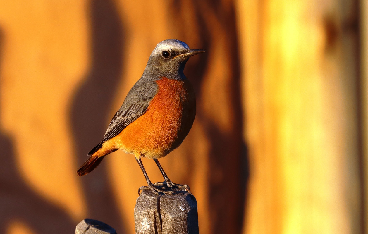 Short-toed Rock Thrush