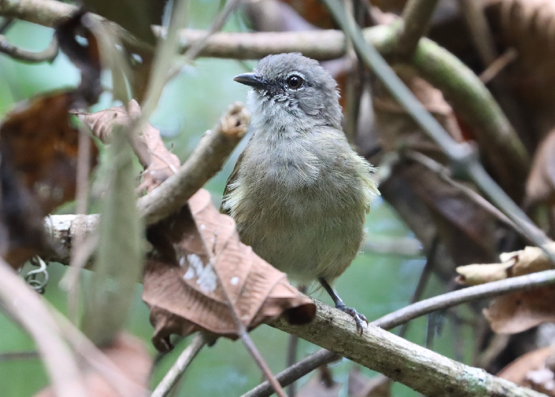 Ansorge's Greenbul