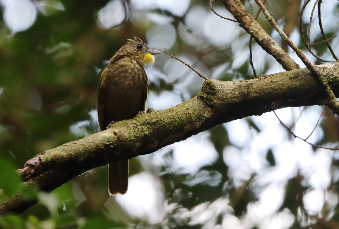 Western Bearded Greenbul